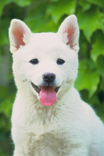 海绵宝宝空手道PK